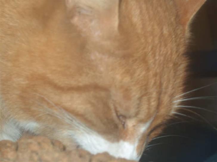 Huskat lumer billede 1