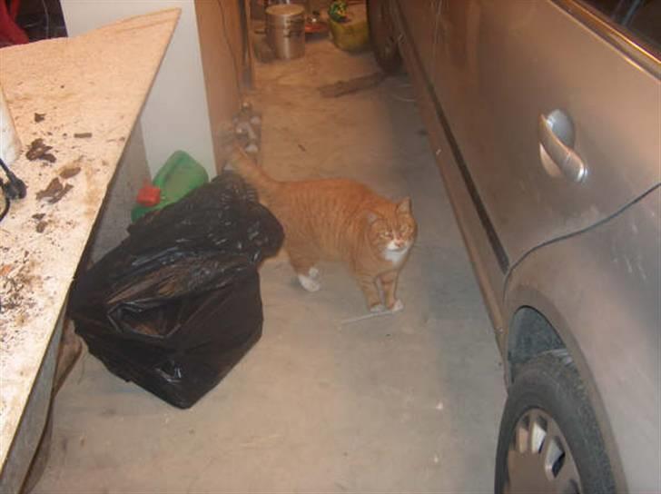 Huskat lumer billede 2