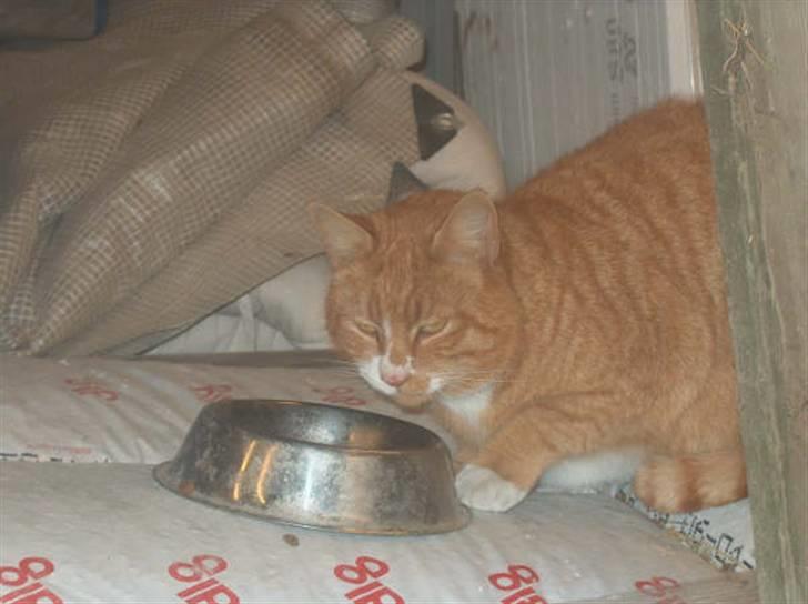 Huskat lumer billede 3