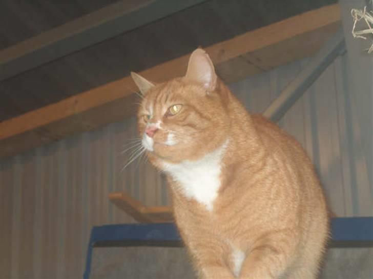 Huskat lumer billede 4