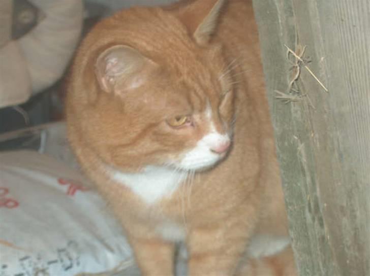 Huskat lumer billede 5