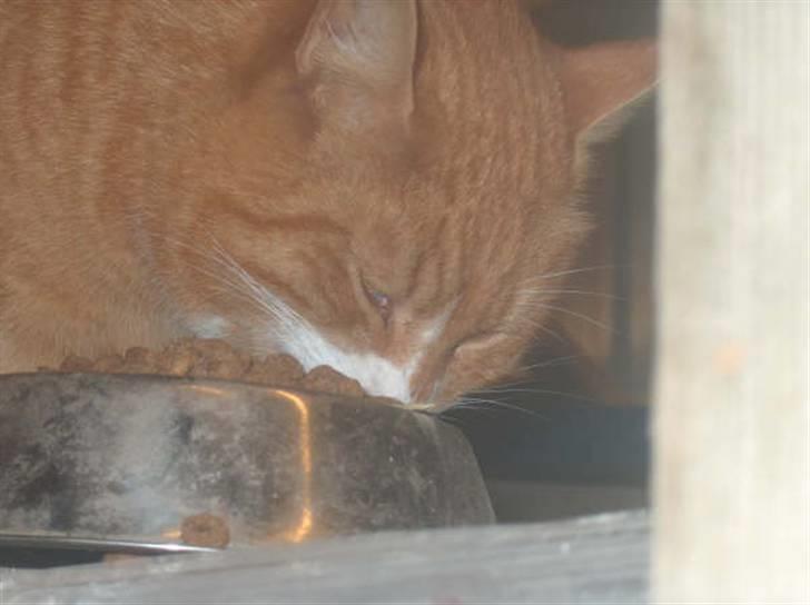 Huskat lumer billede 6