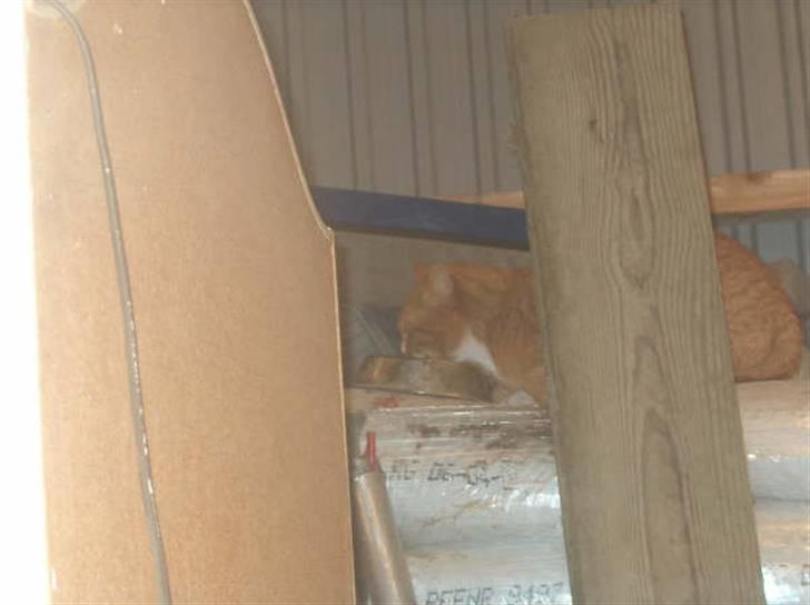 Huskat lumer billede 7