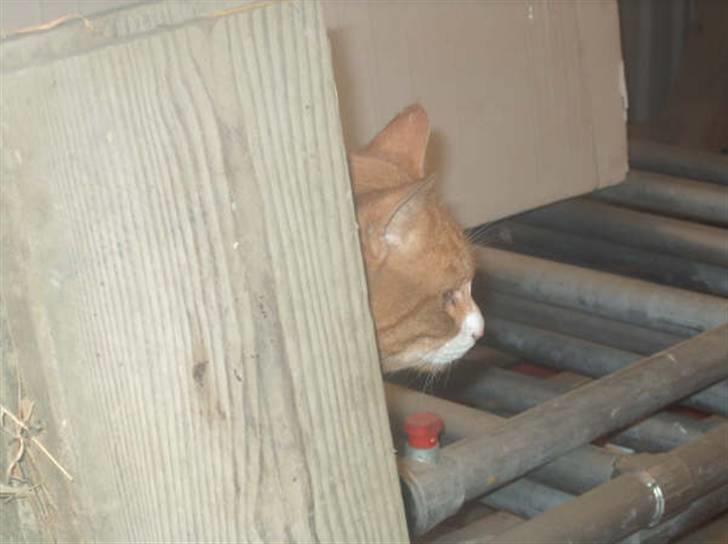 Huskat lumer billede 8