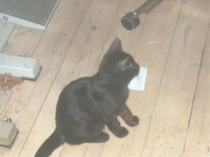 Huskat Shadow  billede 8