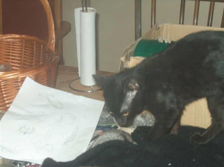 Huskat Shadow  billede 9