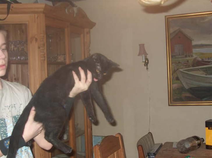 Huskat Shadow  billede 10