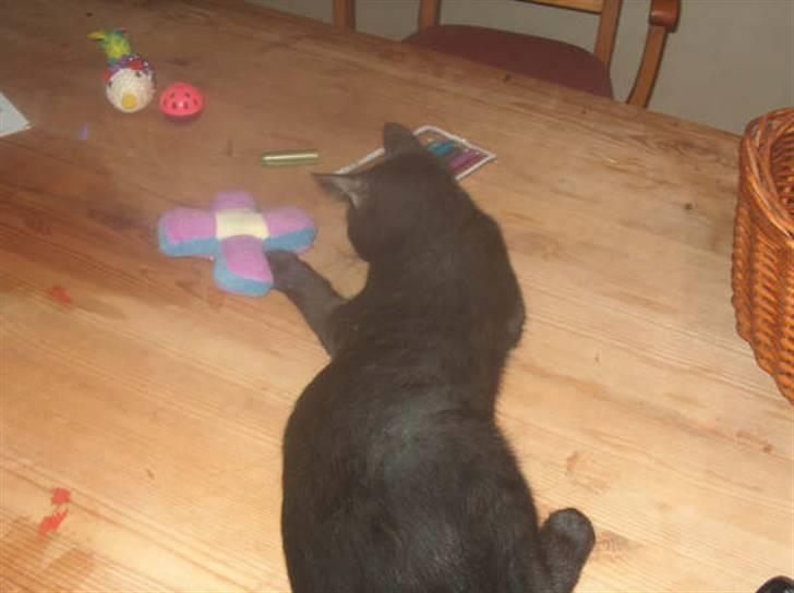 Huskat Shadow  billede 11