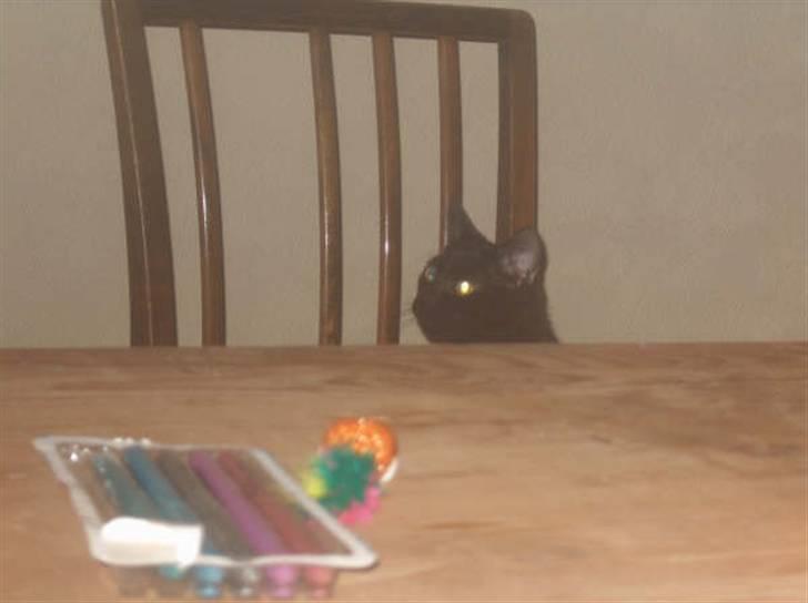 Huskat Shadow  billede 12