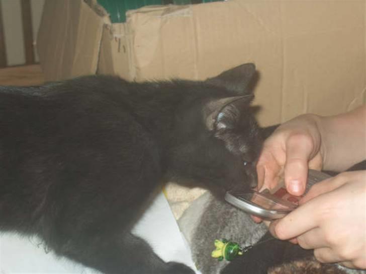 Huskat Shadow  billede 13