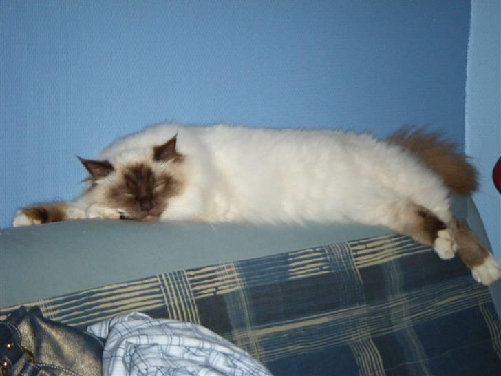 Hellig Birma Samson billede 6