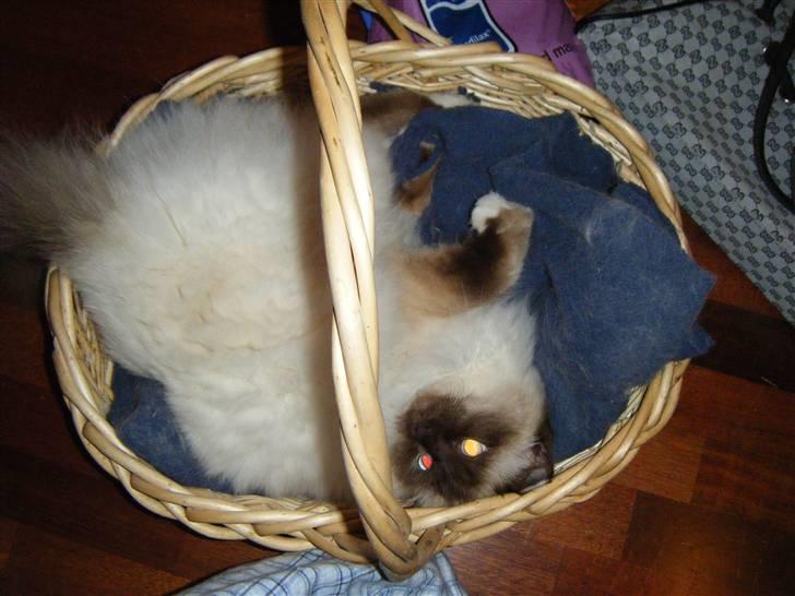 Hellig Birma Samson billede 7