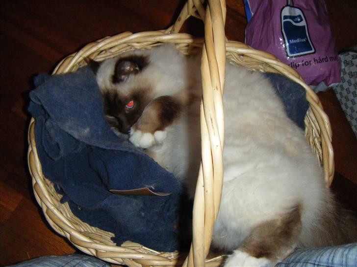 Hellig Birma Samson billede 8