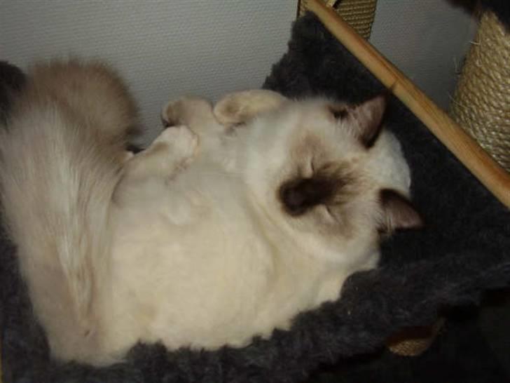 Hellig Birma Samson billede 9