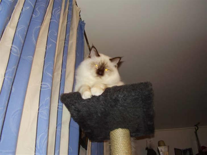 Hellig Birma Samson billede 10