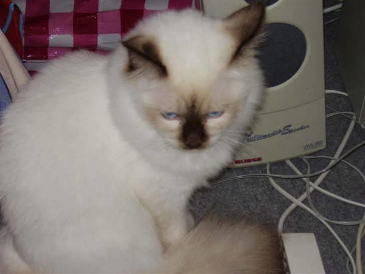 Hellig Birma Silver billede 2