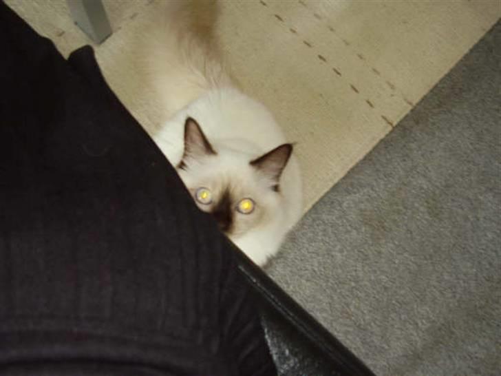 Hellig Birma Silver billede 3