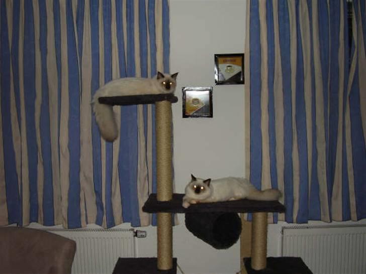 Hellig Birma Silver - Vores nye legetøj, hvor vi begge kan være billede 4