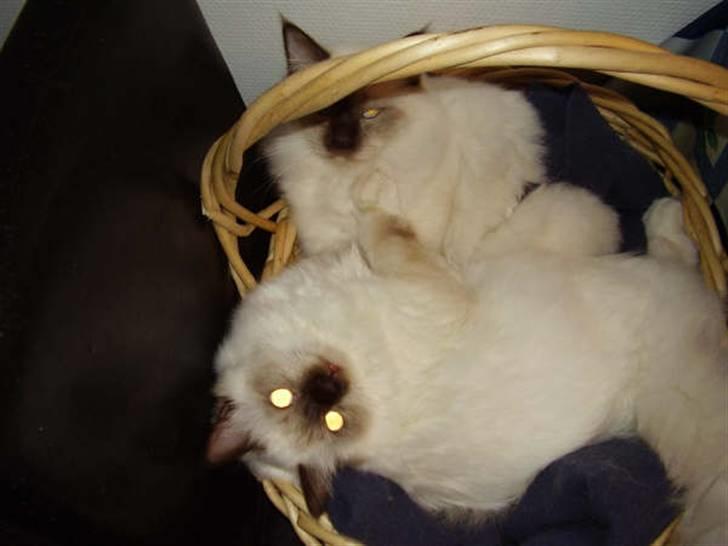 Hellig Birma Silver - Synes brormand fylder en del, mor kan du hjælpe mig ?? billede 5