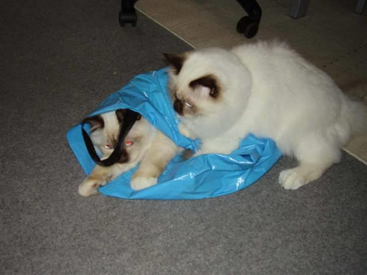 Hellig Birma Silver - Her er jeg ved at trampe brormand flad i posen :) billede 6