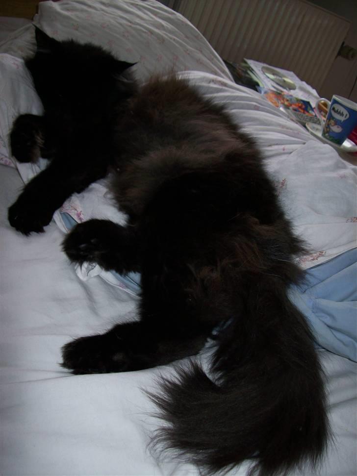 Maine Coon Mia R.I.P billede 9