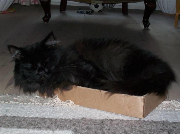 Maine Coon Mia R.I.P billede 10