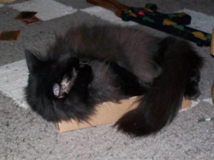 Maine Coon Mia R.I.P billede 11