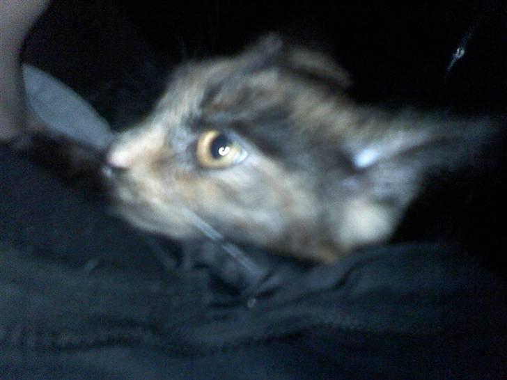 Norsk Skovkat Mischa - Her har vi lige været ude og hente Mischa (hun ser lidt bange ud) billede 7