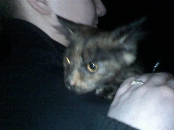 Norsk Skovkat Mischa - Endnu et billede fra hjemturen billede 8