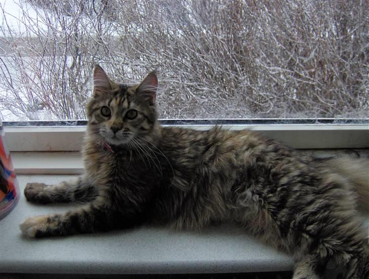 Maine Coon Charmain -(Viveka) - Her er vores dejlige maine coon hunkat billede 1