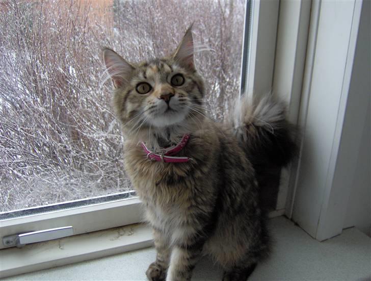 Maine Coon Charmain -(Viveka) billede 2