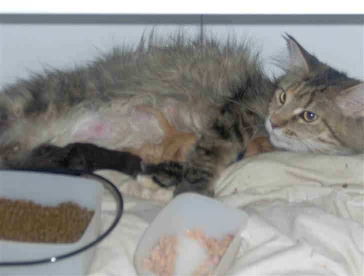 Maine Coon Charmain -(Viveka) - Her ses Charmain med hendes første kuld billede 3