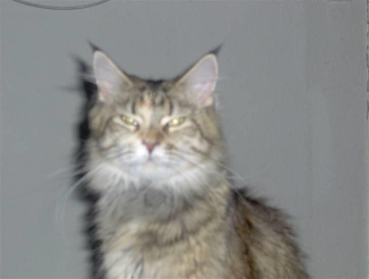 Maine Coon Charmain -(Viveka) billede 4