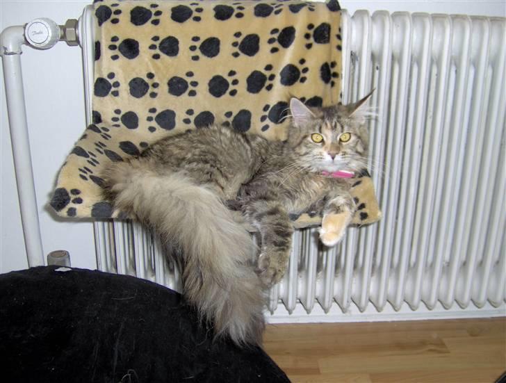 Maine Coon Charmain -(Viveka) billede 5