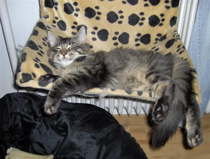 Maine Coon Dusty -(Adam) - Her er vores dejlige hankat Dusty. Billederne er fra da han var ca 1/2 år billede 1