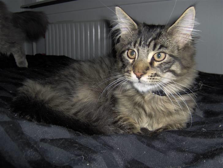 Maine Coon Dusty -(Adam) billede 2