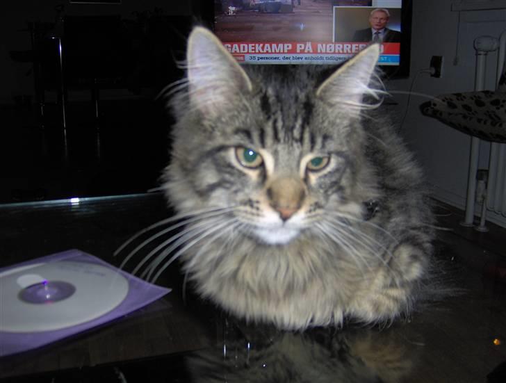 Maine Coon Dusty -(Adam) billede 3
