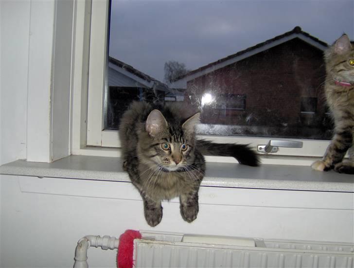 Maine Coon Dusty -(Adam) billede 4