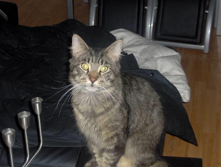 Maine Coon Dusty -(Adam) billede 5