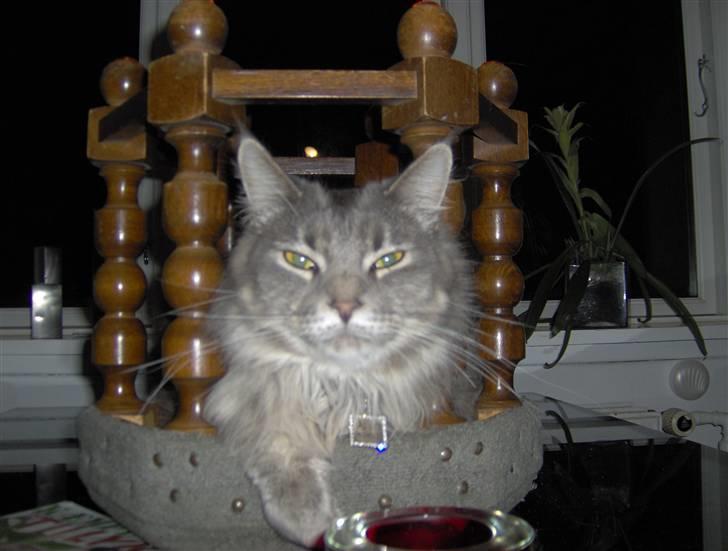 Maine Coon Main-niqua (RIP) billede 2