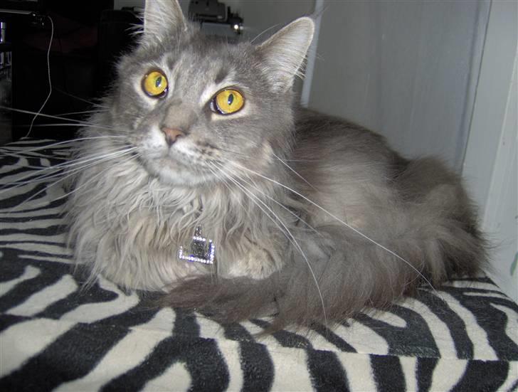 Maine Coon Main-niqua (RIP) billede 3