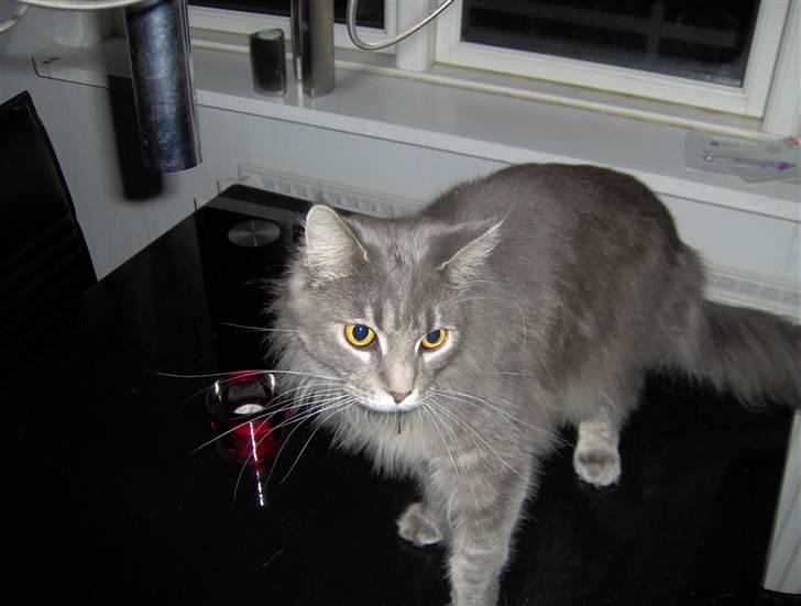 Maine Coon Main-niqua (RIP) billede 4