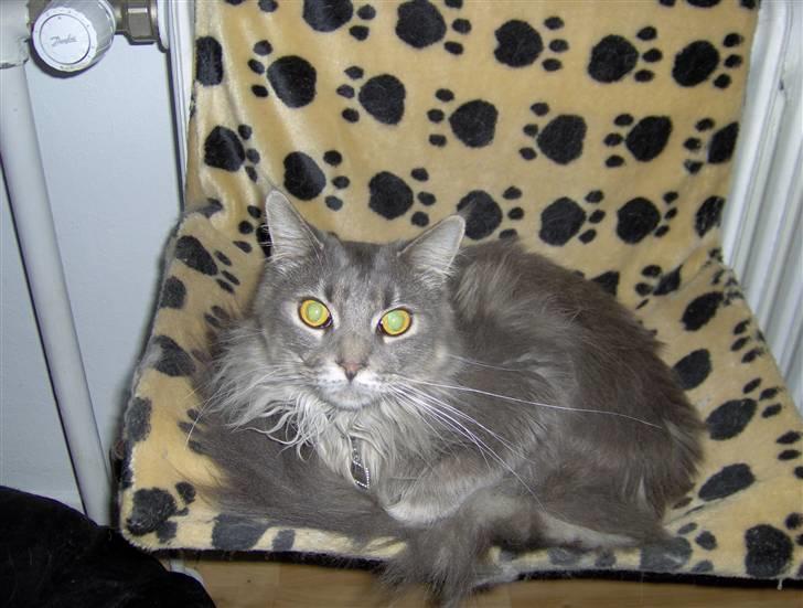 Maine Coon Main-niqua (RIP) billede 5