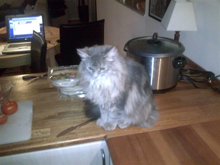 Blanding af racer Chili :D (R.I.P) billede 2