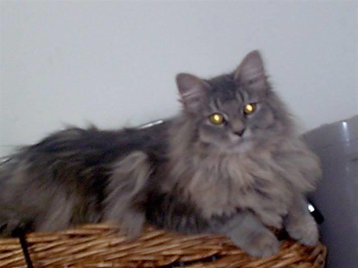 Blanding af racer Chili :D (R.I.P) billede 3