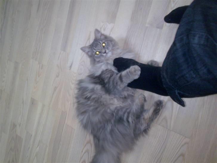 Blanding af racer Chili :D (R.I.P) billede 4