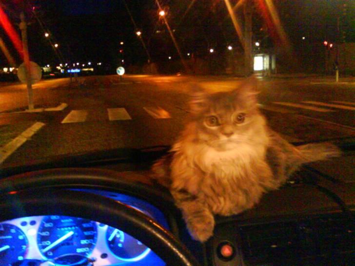 Blanding af racer Chili :D (R.I.P) billede 5