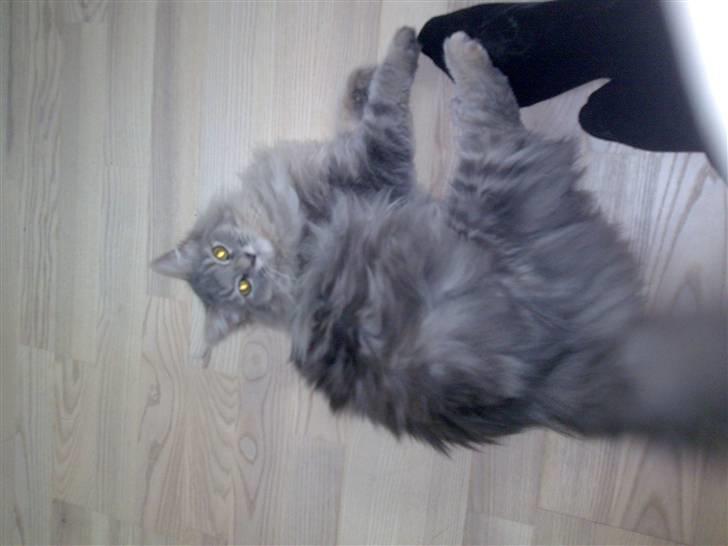 Blanding af racer Chili :D (R.I.P) billede 6