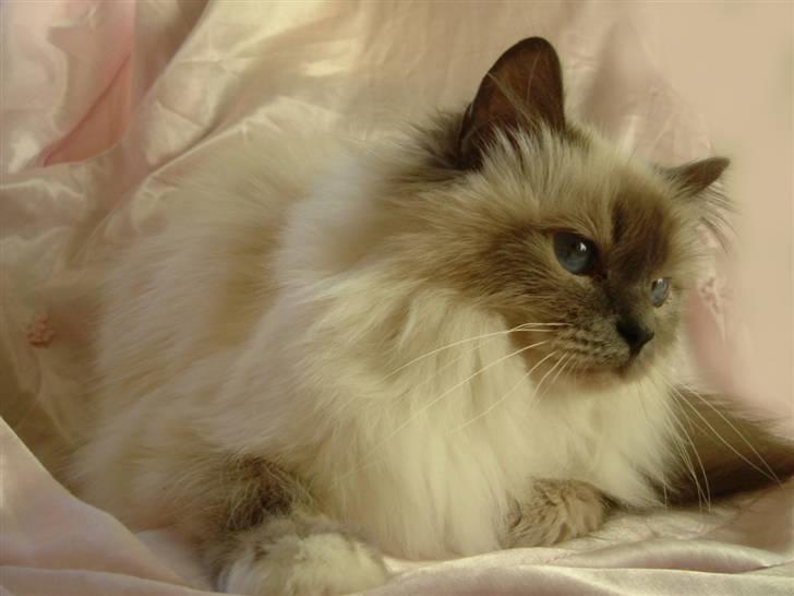 Hellig Birma Dk Odgaards sweet bianna  billede 9