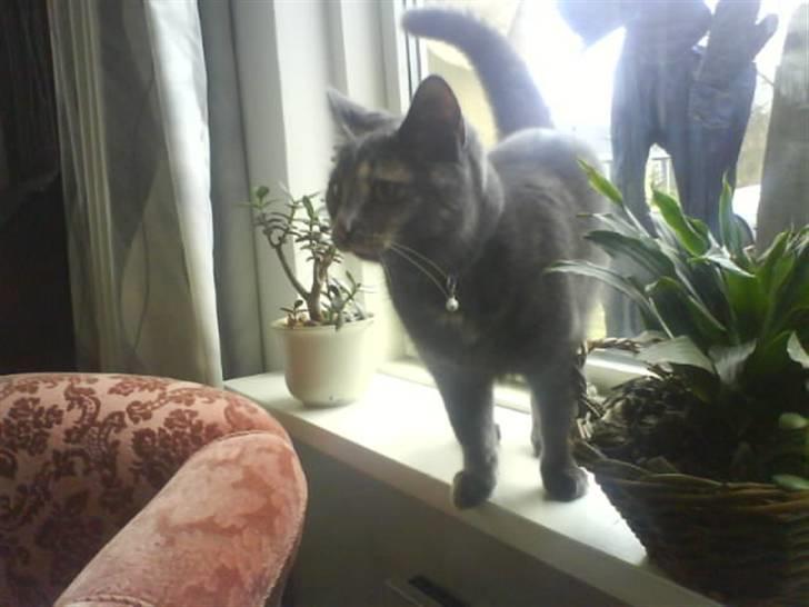 Huskat Piv >>--(¯`v´¯)->  billede 2